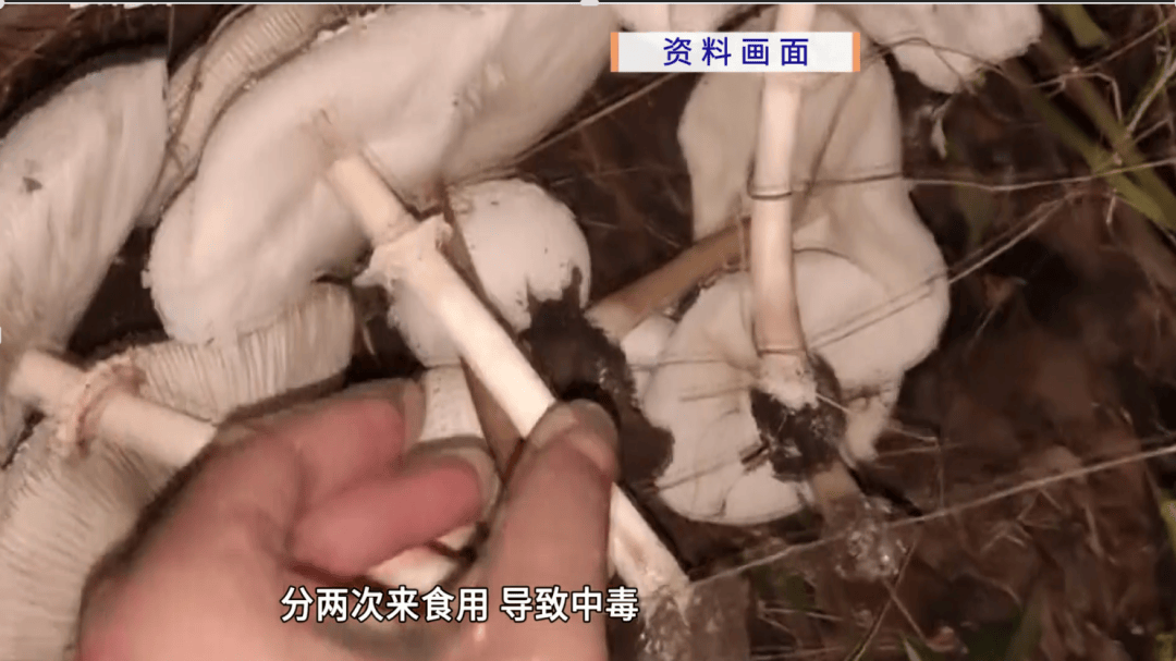 广东一家11口，吃了2斤进山采的“毒王”后中毒，7人进重症，医生提醒