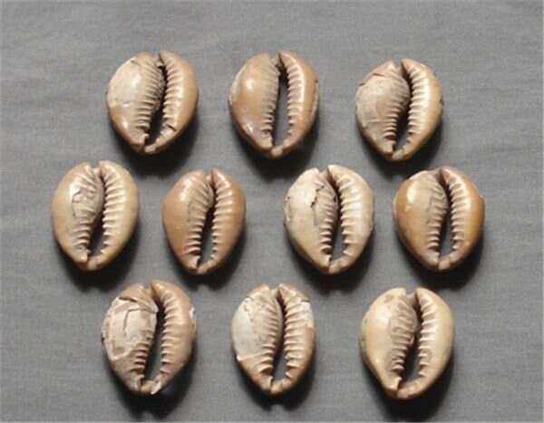 小贝壳虚拟币(小贝壳虚拟币每天涨一分)